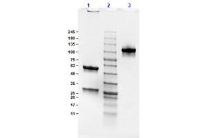 SDS-PAGE Results of Mouse IgG2b Lambda Isotype Control.
