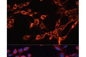 Immunofluorescence analysis of NIH/3T3 cells using SLC25A24 Polyclonal Antibody at dilution of 1:100. (SLC25A24 抗体)