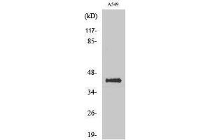 Western Blotting (WB) image for anti-Flotillin 2 (FLOT2) (Internal Region) antibody (ABIN3184638) (Flotillin 2 抗体  (Internal Region))