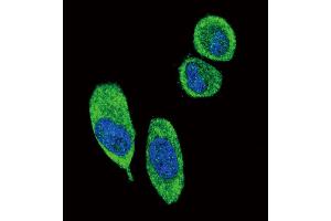 Confocal immunofluorescent analysis of SFN Antibody (C-term)  with A549 cell followed by Alexa Fluor? (14-3-3 sigma/SFN 抗体  (C-Term))