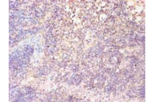 Immunohistochemical of paraffin-embedded human lymph node tissue using ABIN7152718 at dilution of 1:200