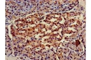 Immunohistochemistry of paraffin-embedded human pancreatic tissue using ABIN7154885 at dilution of 1:100