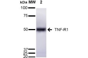 Western blot analysis of Mouse Liver cell lysates showing detection of ~55 kDa TNF-R1 protein using Rabbit Anti-TNF-R1 Polyclonal Antibody . (TNFRSF1A 抗体  (AA 20-43) (APC))