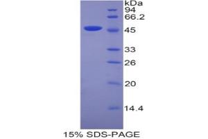 SDS-PAGE analysis of Mouse Lipocalin 4 Protein. (Lipocalin 4 (LCN4) 蛋白)