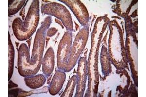 ABIN302132 (1µg/ml) staining of paraffin embedded Mouse Testis. (Lactate Dehydrogenase C 抗体  (AA 217-231))