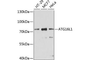 Western blot analysis of extracts of various cell lines, using L1 antibody (ABIN6134555, ABIN6137248, ABIN6137250 and ABIN6215529) at 1:1000 dilution. (ATG16L1 抗体  (AA 200-300))