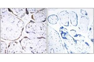 Immunohistochemistry analysis of paraffin-embedded human placenta tissue, using POFUT2 Antibody. (POFUT2 抗体  (AA 361-410))