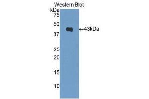 Western Blotting (WB) image for anti-Brain Natriuretic Peptide (BNP) (AA 27-121) antibody (ABIN3208443) (BNP 抗体  (AA 27-121))