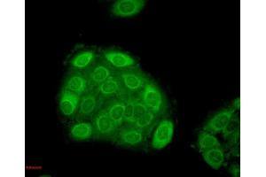 Immunocytochemistry (ICC) image for anti-Heat Shock 27kDa Protein 1 (HSPB1) antibody (ABIN361650)