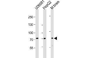Western blot analysis of lysates from U266B1,HepG2 cell line,mouse brain tissue lysate(from left to right), using NT5E-M535 Antibody at 1:2000 at each lane. (CD73 抗体  (C-Term))