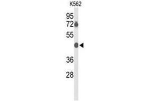 Western blot analysis of BTBD10 Antibody (Center) in K562 cell line lysates (35µg/lane). (BTBD10 抗体  (Middle Region))