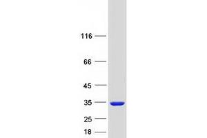 Validation with Western Blot (IMPA2 Protein (Myc-DYKDDDDK Tag))