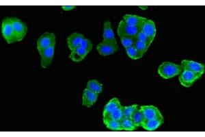 Immunofluorescent analysis of HepG2 cells using ABIN7169149 at dilution of 1:100 and Alexa Fluor 488-congugated AffiniPure Goat Anti-Rabbit IgG(H+L) (PIM3 抗体  (AA 278-326))