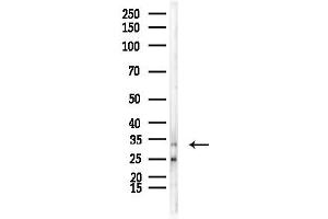 Western blot analysis of lysates from Mouse lung, using OR52K2 Antibody at 1/1000 dilution.