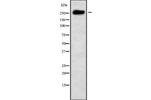 Western blot analysis of MUC6 using COLO205 whole cell lysates (MUC6 抗体  (C-Term))