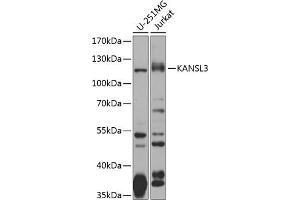 Western blot analysis of extracts of various cell lines, using K antibody (ABIN6133332, ABIN6142681, ABIN6142682 and ABIN6224253) at 1:1000 dilution. (KANSL3 抗体  (AA 1-200))