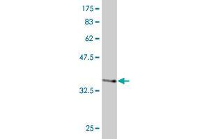 Western Blot detection against Immunogen (36. (EIF3H 抗体  (AA 152-250))