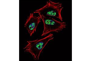 Fluorescent confocal image of  cell stained with PROX1 Antibody (C-term) (ABIN388776 and ABIN2839111).