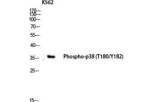 Western Blot (WB) analysis of K562 lysis using Phospho-p38 (T180/Y182) antibody. (MAPK14 抗体  (pThr180, pTyr182))