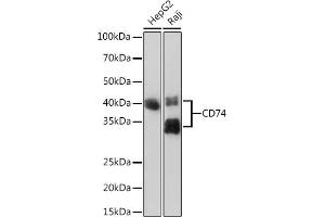 Western blot analysis of extracts of various cell lines, using CD74 Rabbit mAb (ABIN7267759) at 1:1000 dilution. (CD74 抗体)