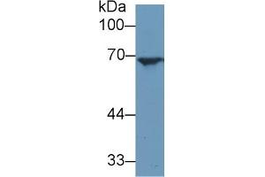 Western Blotting (WB) image for anti-Angiopoietin 2 (ANGPT2) (AA 24-165) antibody (ABIN7430333)