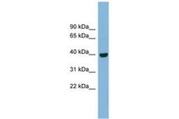 IMPAD1 抗体  (AA 71-120)