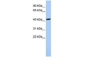 WB Suggested Anti-LHX4 Antibody Titration:  0.