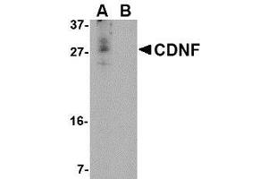 Western blot analysis of CDNF in A-20 cell lysate in (A) the absence and (B) the presence of blocking peptide with AP30222PU-N CDNF antibody at 1 μg/ml. (CDNF 抗体  (N-Term))