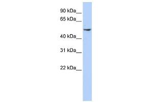 Dynactin 2 antibody used at 1 ug/ml to detect target protein. (Dynamitin 抗体)