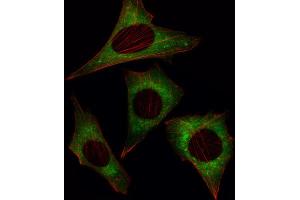 Immunofluorescence (IF) image for anti-MOB Kinase Activator 1B (MOB1B) antibody (ABIN3002948) (MOBKL1A 抗体)