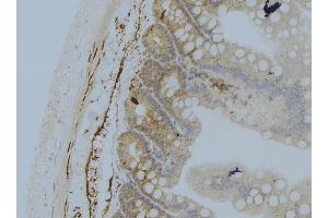 ABIN6274033 at 1/100 staining Mouse colon tissue by IHC-P.