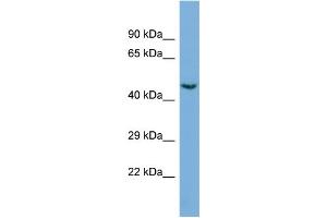 Western Blotting (WB) image for anti-Cyclin-Dependent Kinase 19 (CDK19) (C-Term) antibody (ABIN2786077) (CDK19 抗体  (C-Term))