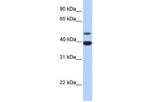 WB Suggested Anti-INHA Antibody Titration: 0. (Inhibin alpha 抗体  (N-Term))