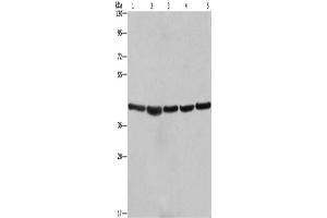 Western Blotting (WB) image for anti-Ribosomal Protein SA (RPSA) antibody (ABIN2428409) (RPSA/Laminin Receptor 抗体)