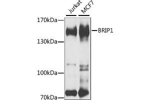 Western blot analysis of extracts of various cell lines, using BRIP1 antibody (ABIN2561467) at 1:1000 dilution. (BRIP1 抗体)