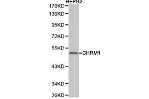 Western Blotting (WB) image for anti-Muscarinic Acetylcholine Receptor M1 (CHRM1) antibody (ABIN1871846) (CHRM1 抗体)