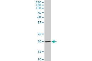 IL17D MaxPab rabbit polyclonal antibody. (IL17D 抗体  (AA 1-202))