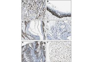 Immunohistochemical staining of endogenous human IL-33 in different human tissues (paraffin sections) using MAb to IL-33 (Nessy-1) . (IL-33 抗体  (AA 112-270))