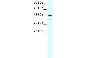WB Suggested Anti-LHX1 Antibody Titration:  0.
