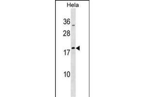 MRPL48 Antibody (N-term) (ABIN1539290 and ABIN2850175) western blot analysis in Hela cell line lysates (35 μg/lane). (MRPL48 抗体  (N-Term))