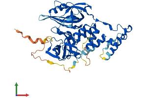 Protein Structure (PS) image for Cereblon (CRBN) (AA 1-442) protein (His tag) (ABIN7553547)