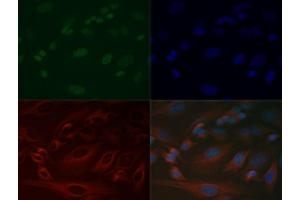 Fluorescence Microscopy (FM) image for anti-Histone 3 (H3) (H3K37me) antibody (ABIN5706766)