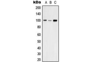 Western blot analysis of VAV2 expression in A431 (A), THP1 (B), NIH3T3 (C) whole cell lysates. (VAV2 抗体  (N-Term))