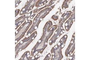 Immunohistochemical staining of human small intestine with TMEM187 polyclonal antibody  shows moderate cytoplasmic positivity in glandular cells. (TMEM187 抗体)