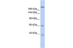 WB Suggested Anti-KIF13B Antibody Titration:  1 ug/ml  Positive Control:  HepG2 cell lysate KIF13B is supported by BioGPS gene expression data to be expressed in HepG2 (KIF13B 抗体  (N-Term))