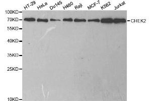 Western blot analysis of extracts of various cell lines, using CHEK2 antibody (ABIN5971172) at 1/1000 dilution. (CHEK2 抗体)