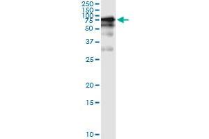Immunoprecipitation of GGT1 transfected lysate using anti-GGT1 monoclonal antibody and Protein A Magnetic Bead , and immunoblotted with GGT1 MaxPab rabbit polyclonal antibody. (GGT1 抗体  (AA 381-470))