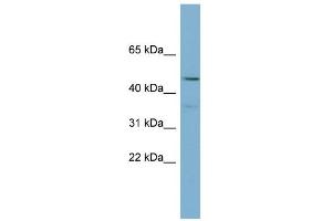 WB Suggested Anti-PPARA Antibody Titration:  0. (PPARA 抗体  (Middle Region))
