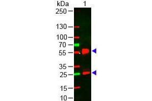 Western Blot of Goat anti-Mouse IgG (H&L) Antibody 649 Conjugated Pre-Adsorbed Lane 1: Mouse IgG Load: 50 ng per lane Secondary antibody: Mouse IgG (H&L) Antibody 649 Conjugated Pre-Adsorbed at 1:1,000 for 60 min at RT Block: ABIN925618 for 30 min at RT Predicted/Obsevered Size: 28 and 55 kDa/28 and 55 kDa (山羊 anti-小鼠 IgG (Heavy & Light Chain) Antibody (DyLight 649) - Preadsorbed)