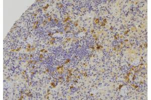 ABIN6273394 at 1/100 staining Human lymph node tissue by IHC-P. (CCL24 抗体  (C-Term))
